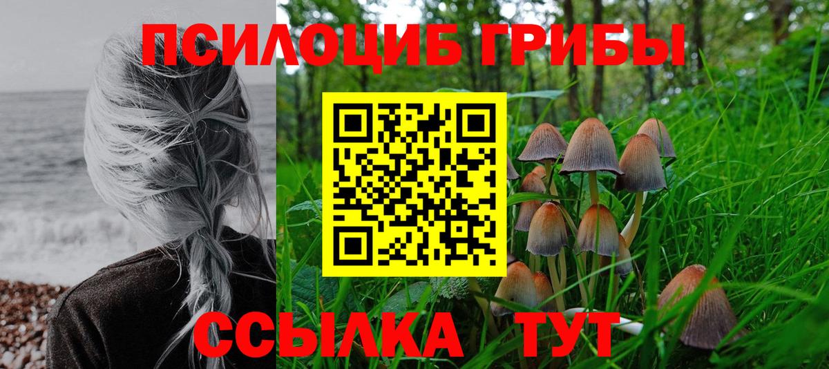 Псилоцибиновые грибы Psilocybe Усть-Джегута